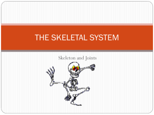 THE SKELETAL SYSTEM