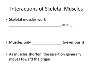 Interactions of Skeletal Muscles