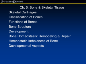 Bone & Skeletal Tissue