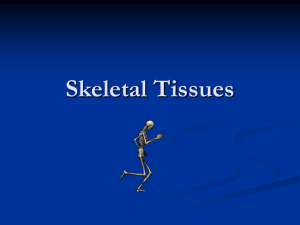 Skeletal Tissues
