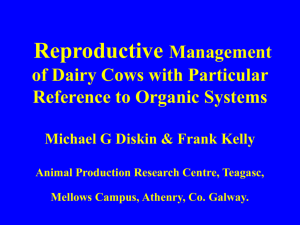 Reproductive Efficiency in Beef Cows