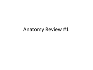 Anatomy Review 1 BackUpper