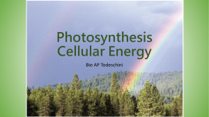Photosynthesis Cellular Energy - Mrs. Todeschini's Bio AP and
