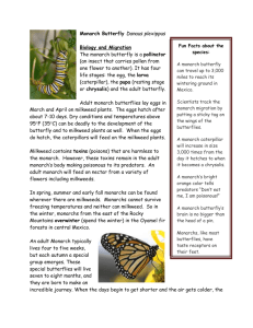 Monarch Butterfly Danaus plexippus Fun Facts about the species: A