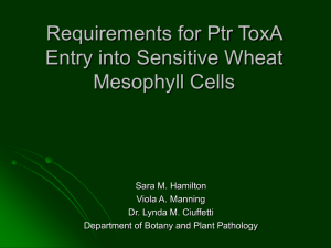 Does Plant Cell Death Induced by Ptr ToxA Require Toxin Entry?
