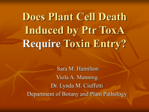 Does Plant Cell Death Require Toxin Entry?