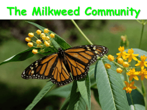Milkweed Community - Colts Neck Township Schools