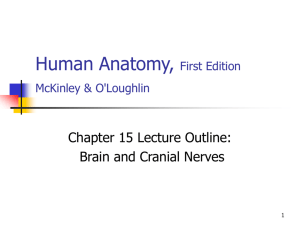 15 Brain and Cranial Nerves