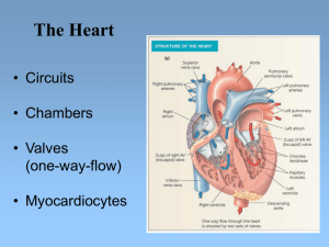 8. Cardiac Muscle Physiology