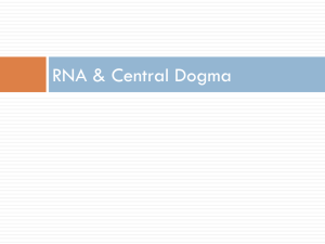 RNA - DietrichBiology
