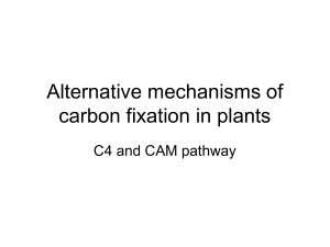 Alternative mechanisms of carbon fixation in plants