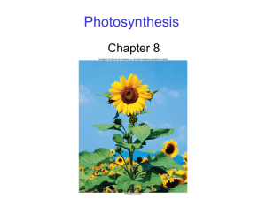 Photosynthesis chapt08