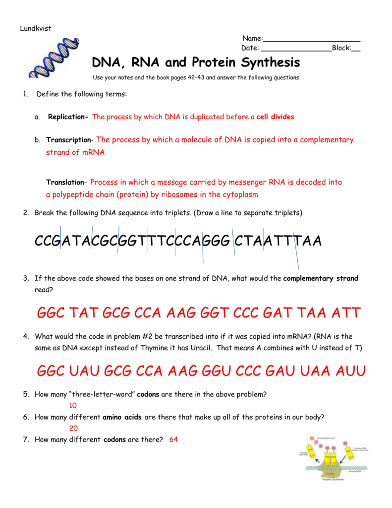 dna sequence to amino acid