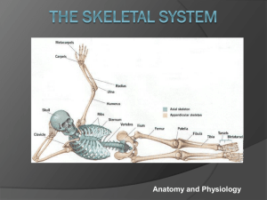 The Skeletal System