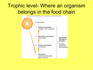 Food Web