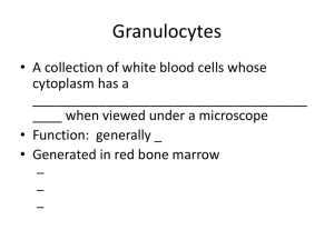 Granulocytes