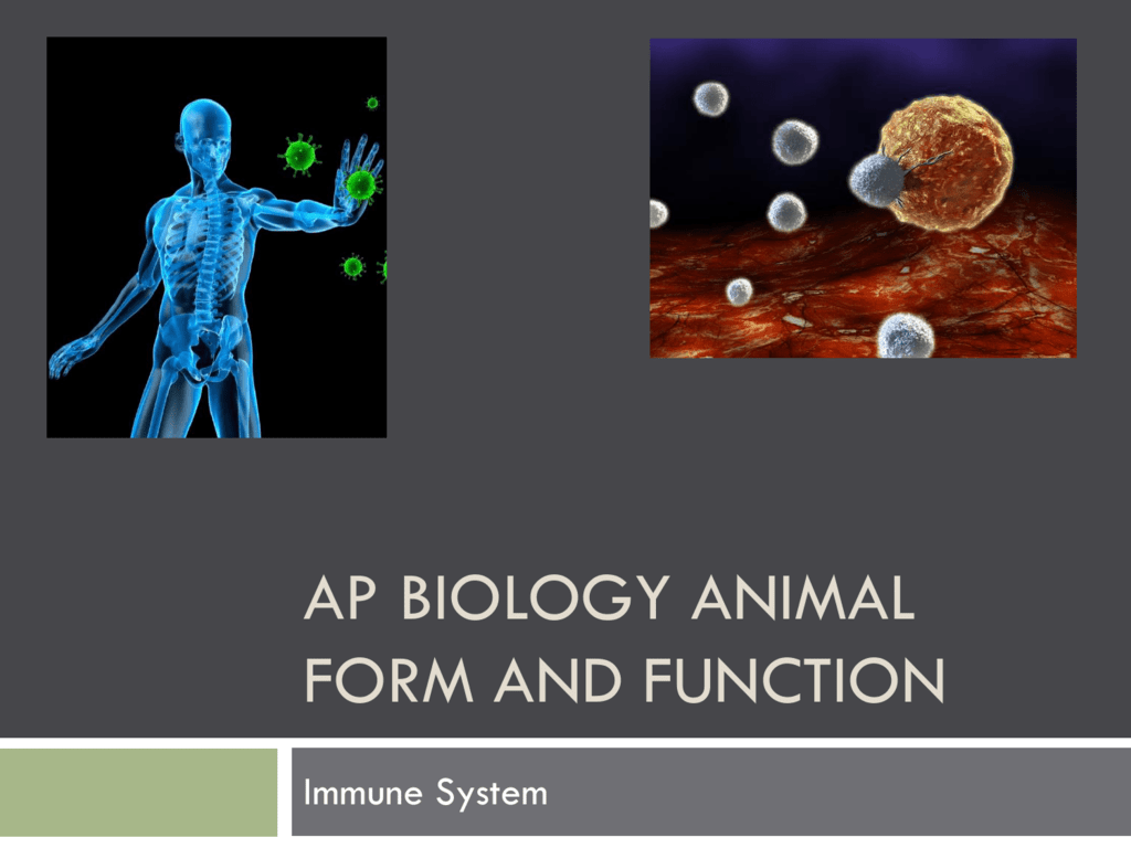 ap-biology-animal-form-and-function-immune-system-ppt