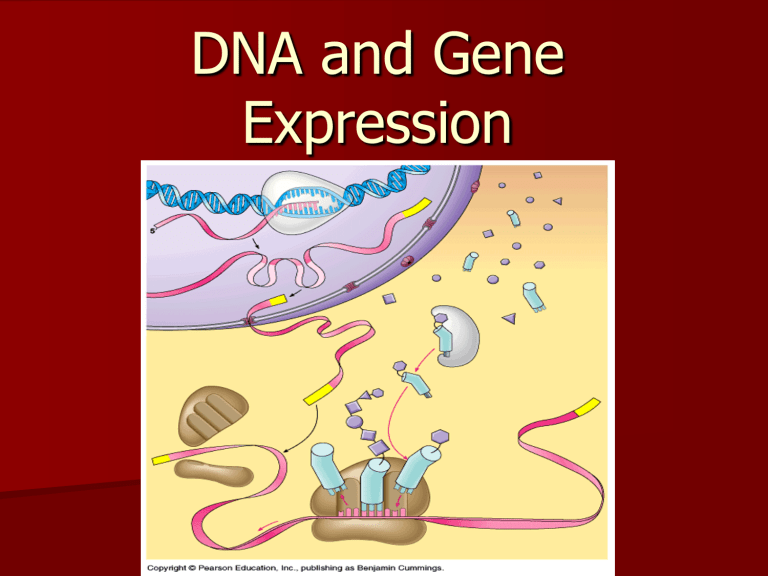 Gene Expression