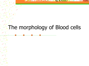 Blood cells morphology