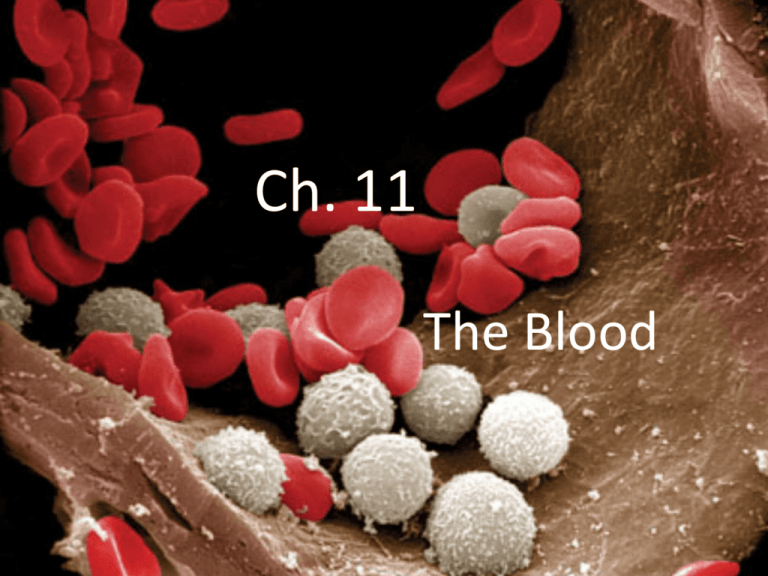 The Blood Chapter 11