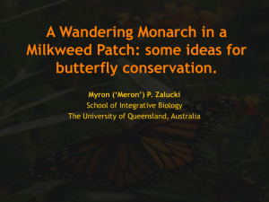 A Wandering Monarch in a Milkweed Patch