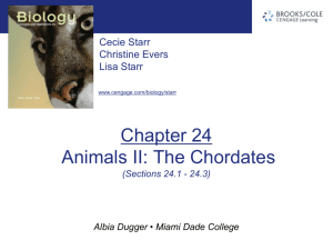 chapter24_Animals II The Chordates(1