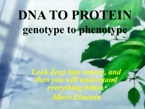 DNA to Protein Transcription