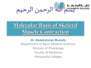 Molecular Basis of Skeletal Muscle Contraction