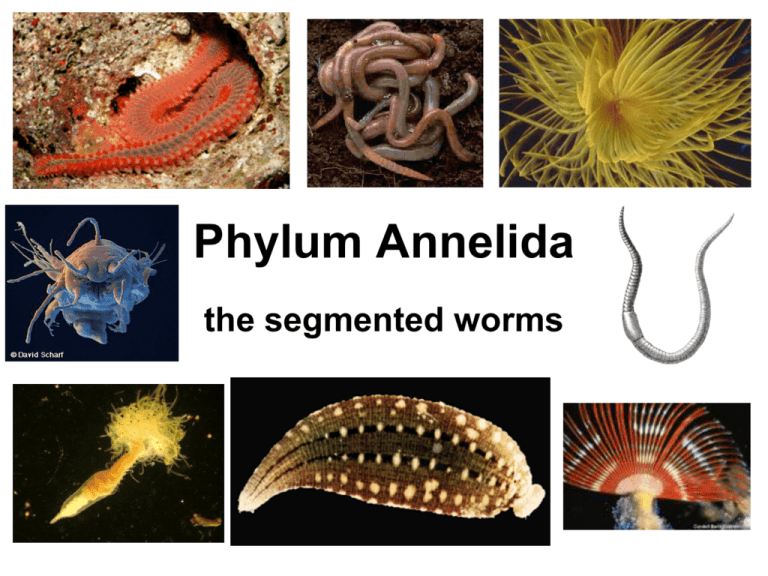Phylum Annelida PowerPoint