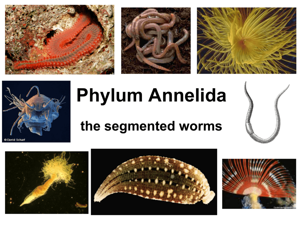 Select Examples Of Annelids From The Choices Below