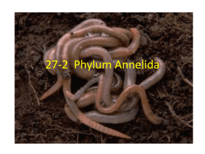 27-2 Phylum Annelida