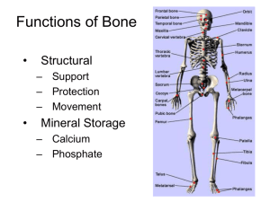 Functions of Bone