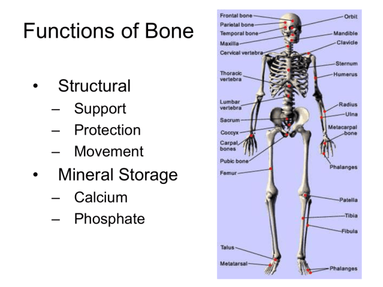 functions-of-bone