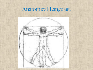 Anatomical Language