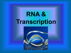 RNA & Transcription