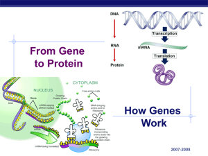 AP Biology Basics: From Gene to Protein