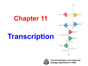 Chapter 11 Transcription The biochemistry and molecular biology