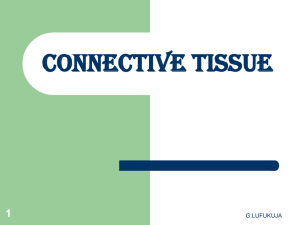 Connective Tissue-General& Functions