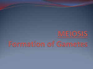Formation of Gametes: Meiosis