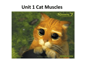 Unit 1 Cat Muscles