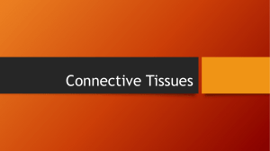 Connective Tissues Powerpoint