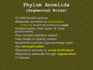 Phylum Annelida (Segmented Worms)