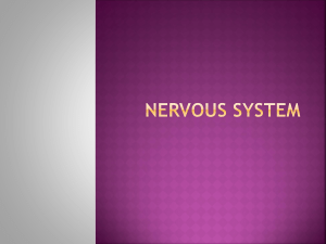 Nervous System - Hinsdale South High School