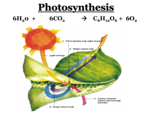 Global Impact of Photosynthesis