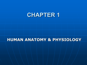 chapter 1 human anatomy & physiology