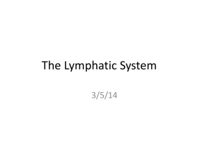 The-Lymphatic