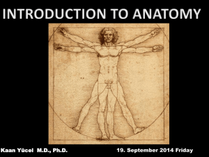 Anatomical position - Yeditepe University Pharma Anatomy