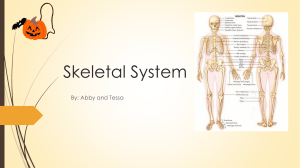 System 3 Skeletal System 3 Skeletal