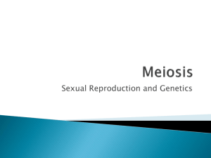 Meiosis