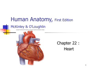 Human Anatomy, First Edition McKinley&O